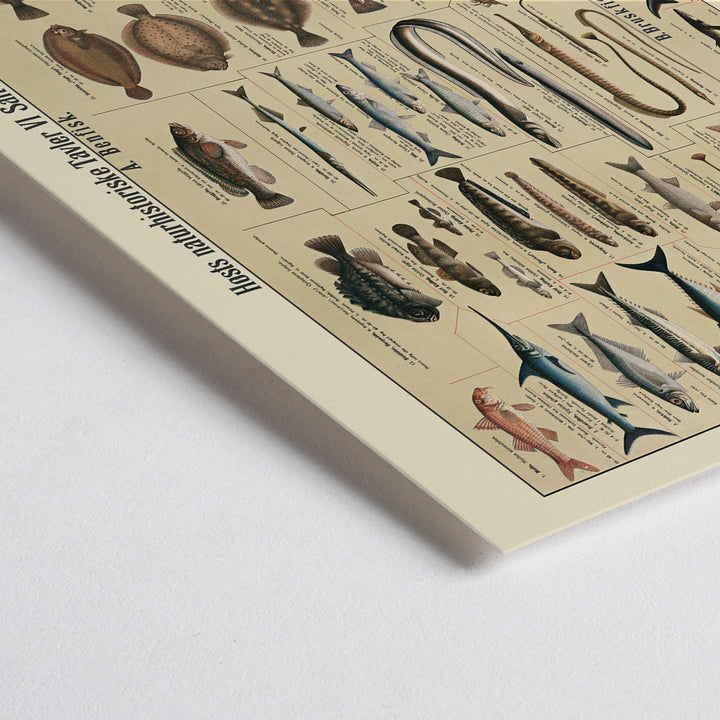 Closeup detail of Dr. W. Raschke saltwater fish chart poster with detailed marine species in vintage scientific style and beige tones