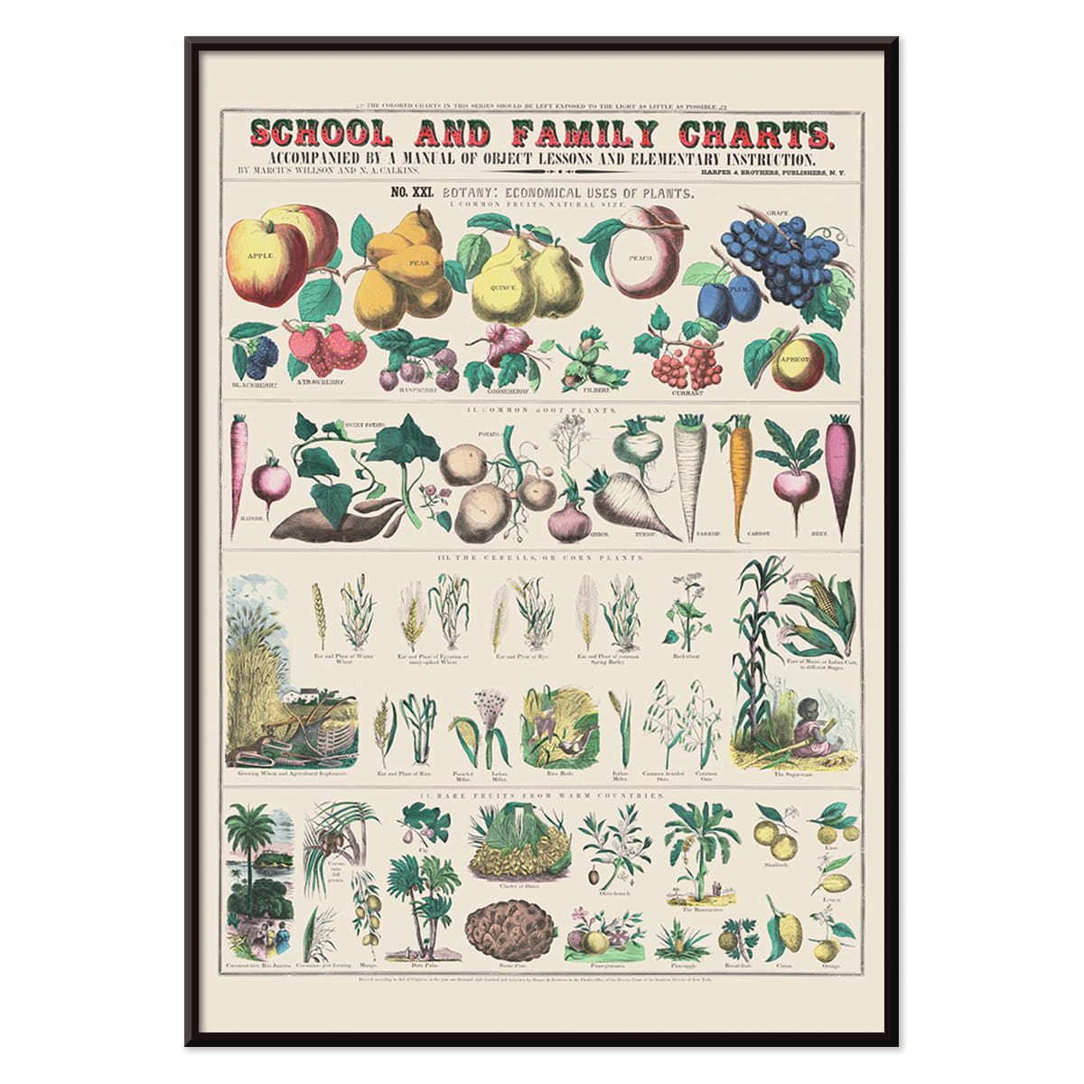 Botanical chart by Marcius Willson showing the economical use of plants with illustrations of fruits vegetables and plants poster, with black aluminium frame on white background