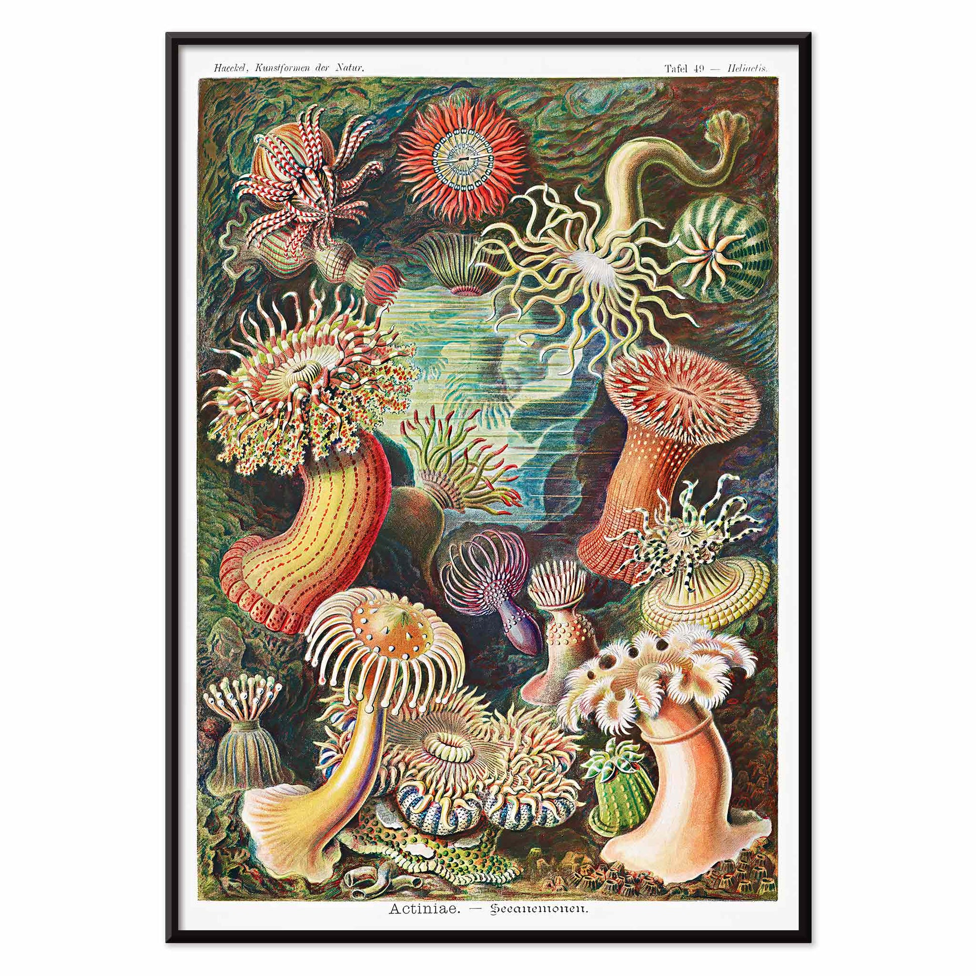 Colorful sea anemones underwater illustration and poster in various shapes and sizes from Actiniae Seeanemonen by Ernst Haeckel, with black aluminium frame on white background