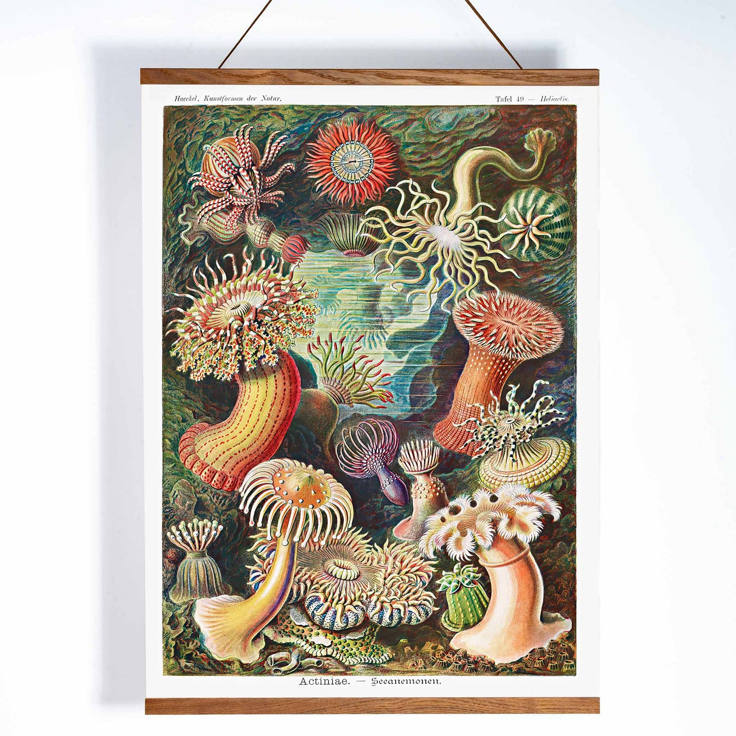 Colorful sea anemones underwater illustration and poster in various shapes and sizes from Actiniae Seeanemonen by Ernst Haeckel, with wooden magnetic frame on white background