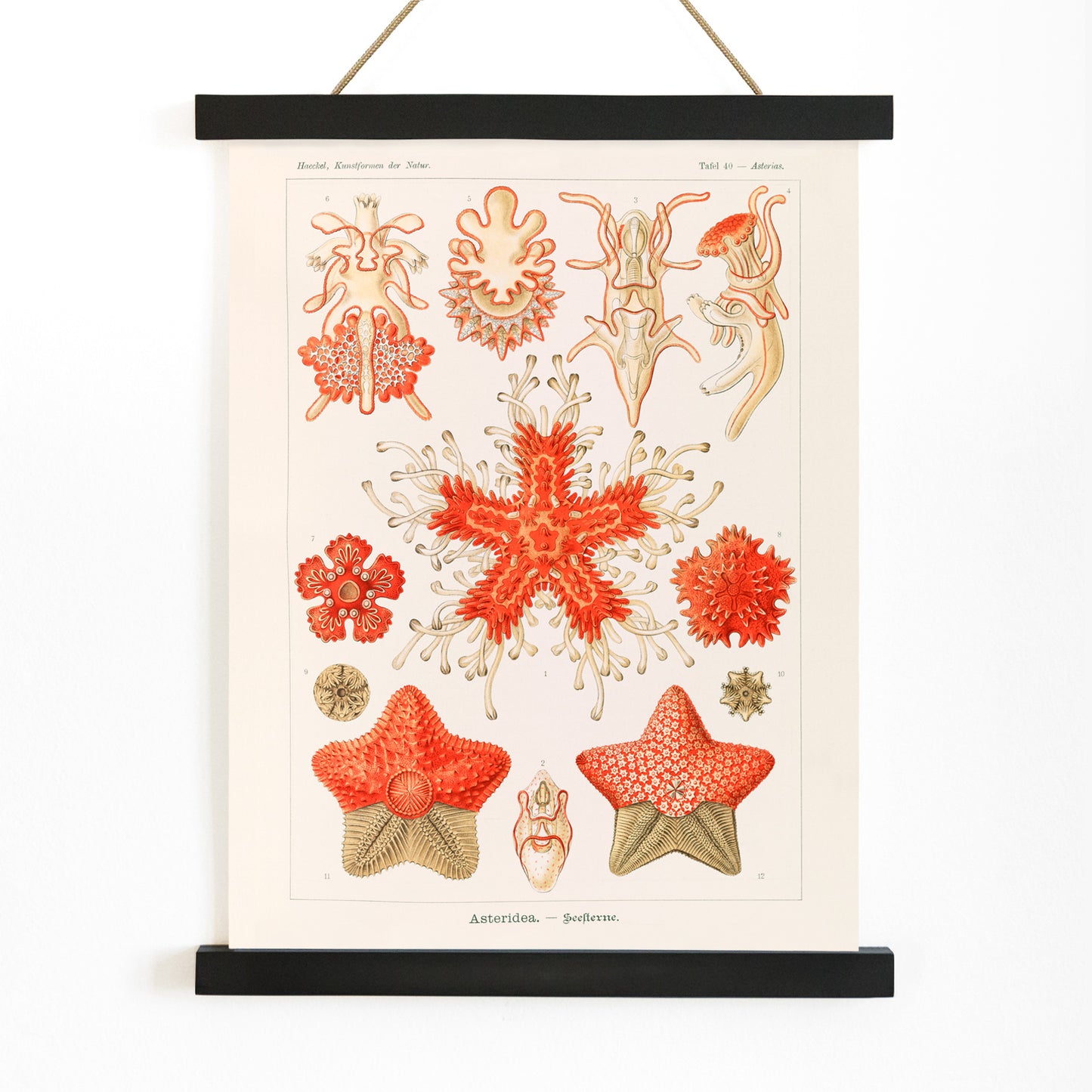 Asteridea illustration lithograph and poster by Adolf Glitsch after Ernst Haeckel showing detailed and colorful starfishes in the Echinodermata phylum, with wooden magnetic frame on white background