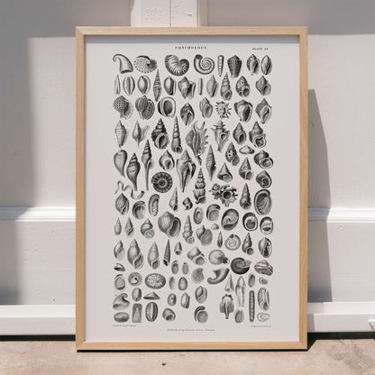 Vintage seashell illustration and detailed seashell poster by Oliver Goldsmith from A History of the Earth and Animated Nature perfect for natural history decor and study, framed and displayed in home decor