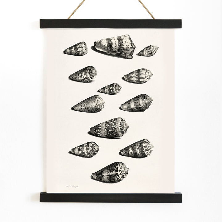 Detailed poster illustration of twelve different snail shells from various species artwork by Jacob de Later, with wooden magnetic frame on white background