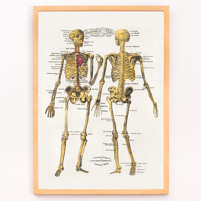 Closeup detail of Human skeleton diagram and poster with labeled bones and organs by Dr Parker Anatomical plates wall art decor