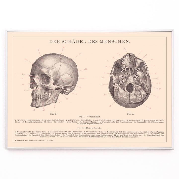 Closeup detail of Detailed anatomical illustration and educational poster of human skull side and bottom views by Institute of Liepzig