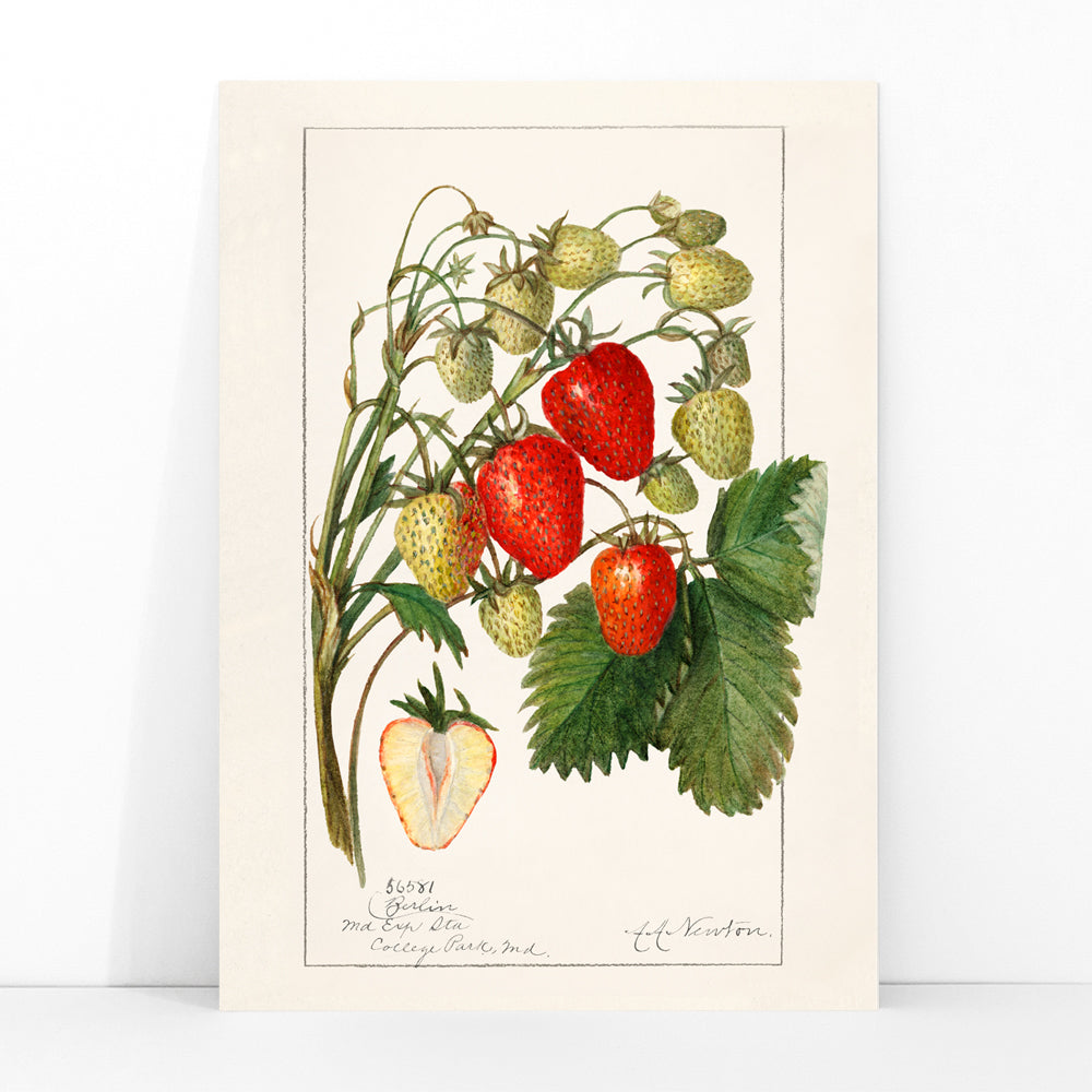 Botanical illustration poster of strawberries with leaves by Amanda Almira Newton titled Strawberries Fragaria perfect for wall decor, framed and displayed in modern living room decor