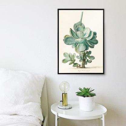 Botanical illustration poster of succulent plant Cotyledon orbiculata by Herman Saftleven, framed and displayed in home decor