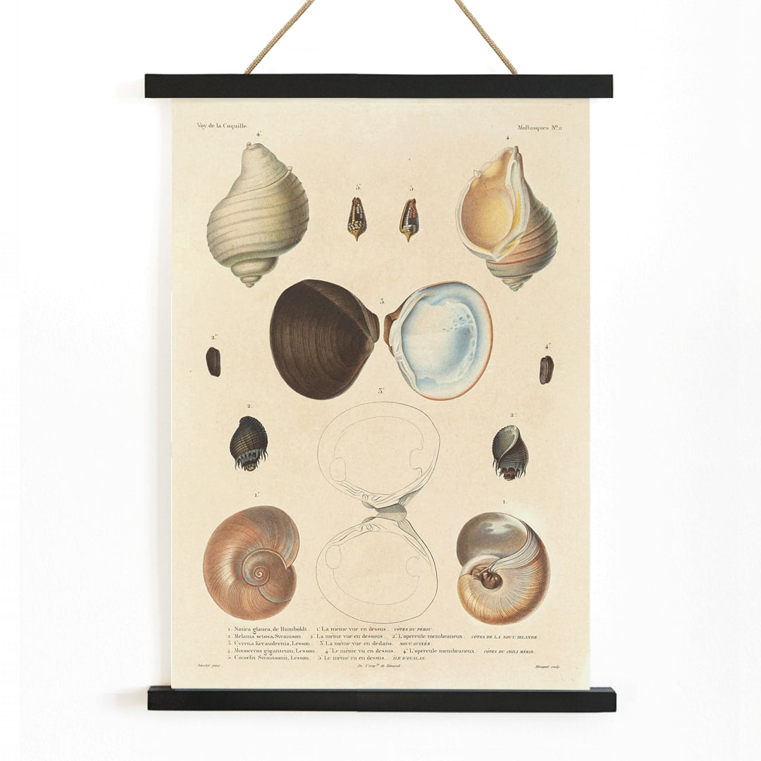Sea shell illustrations and poster of various sea shells by Louis Isidore Duperrey from Voyage autour du monde Plate 056, with wooden magnetic frame on white background