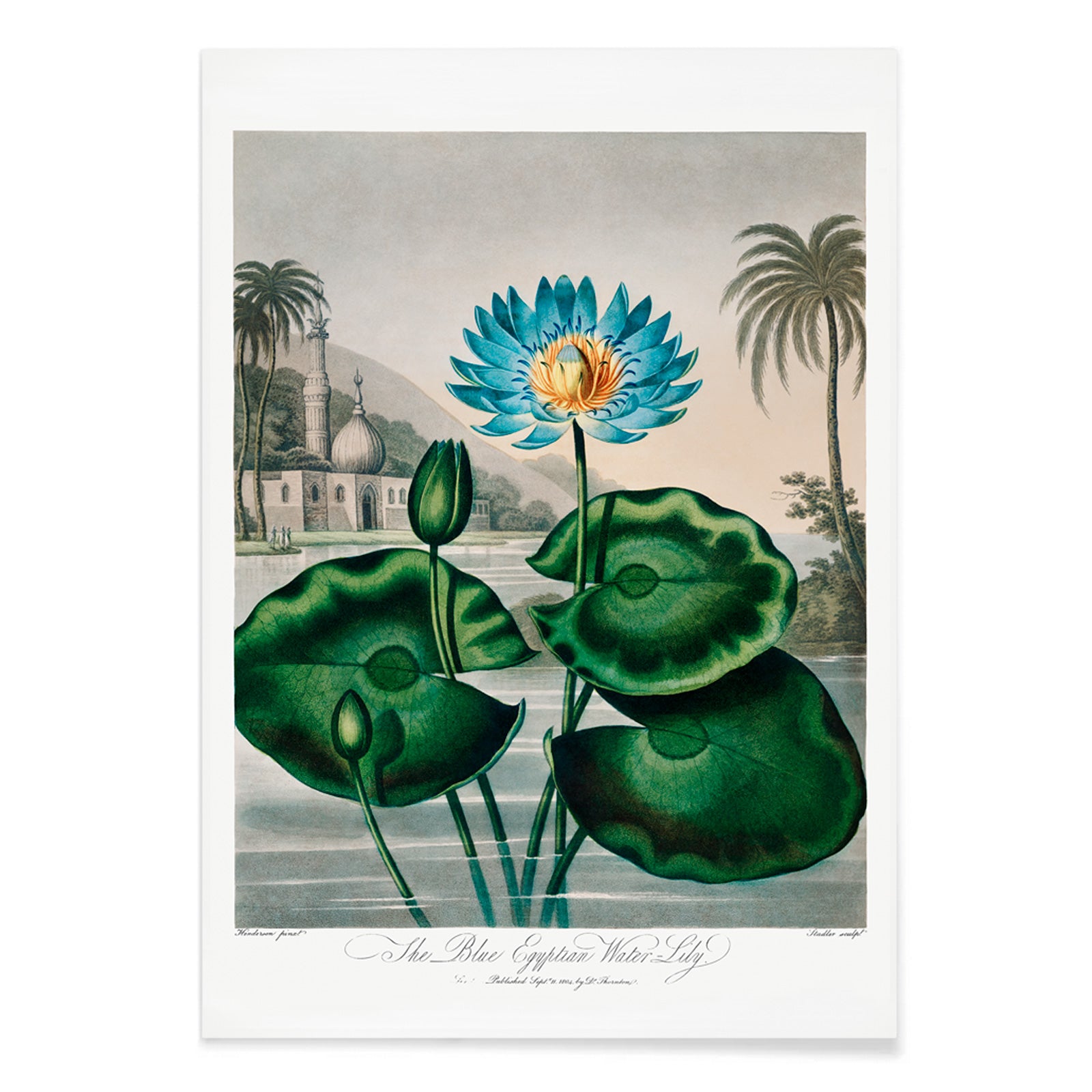Blue Egyptian Water Lily by Robert John Thornton vibrant botanical illustration and poster with blue water lily green leaves and scenic background, with black aluminium frame on white background
