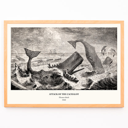 Closeup detail of Sperm whale and cachalot attacking fishing boats illustration from The Natural History of the Sperm Whale by Thomas Beale