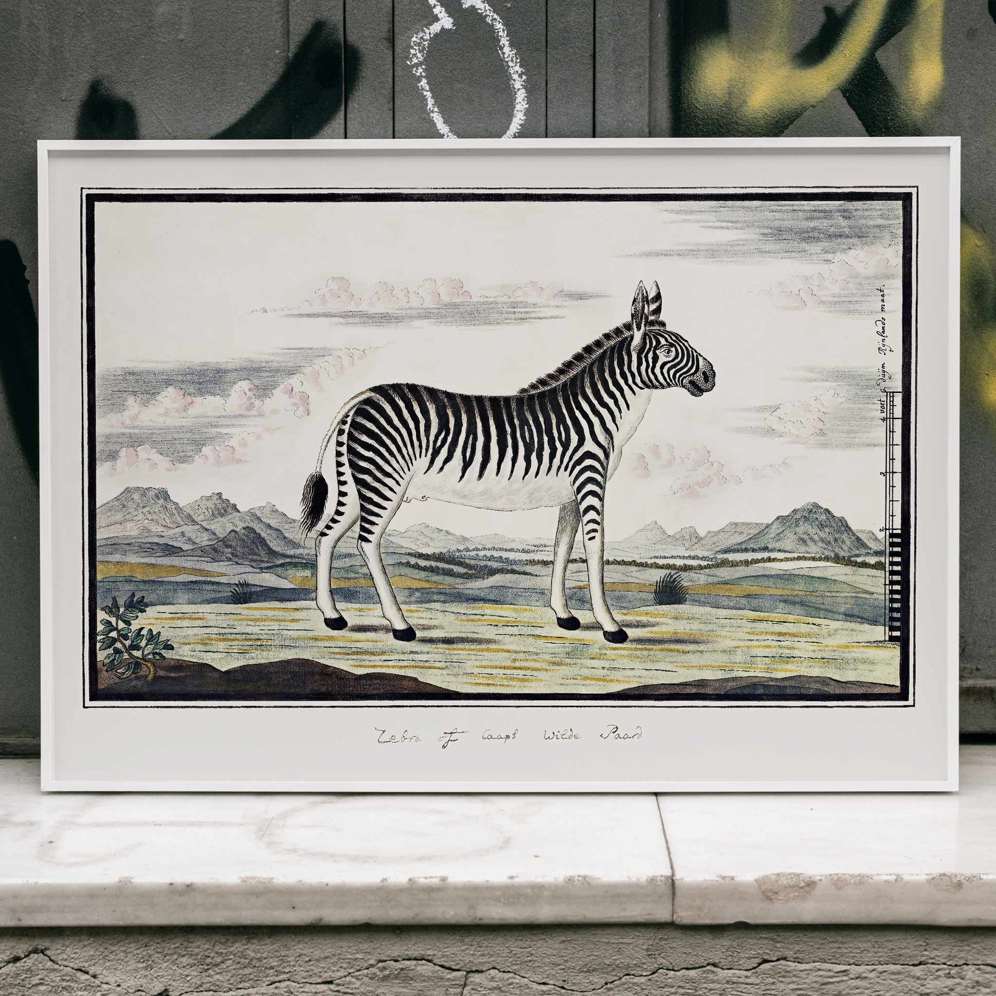 Mountain zebra in a scenic landscape artwork titled Equus zebra Mountain Zebra by Robert Jacob Gordon poster, framed and displayed in home decor
